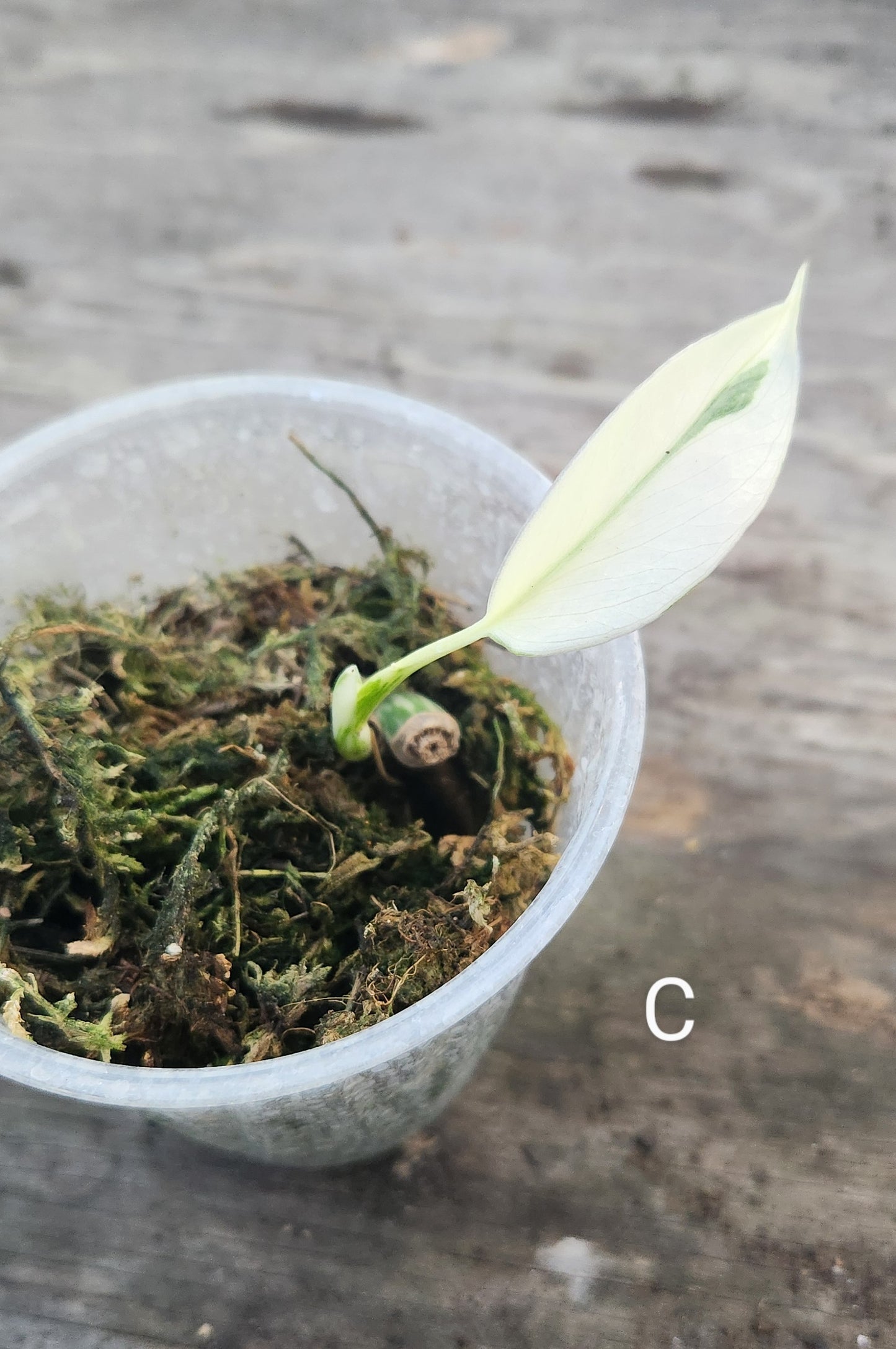 Monstera Albo