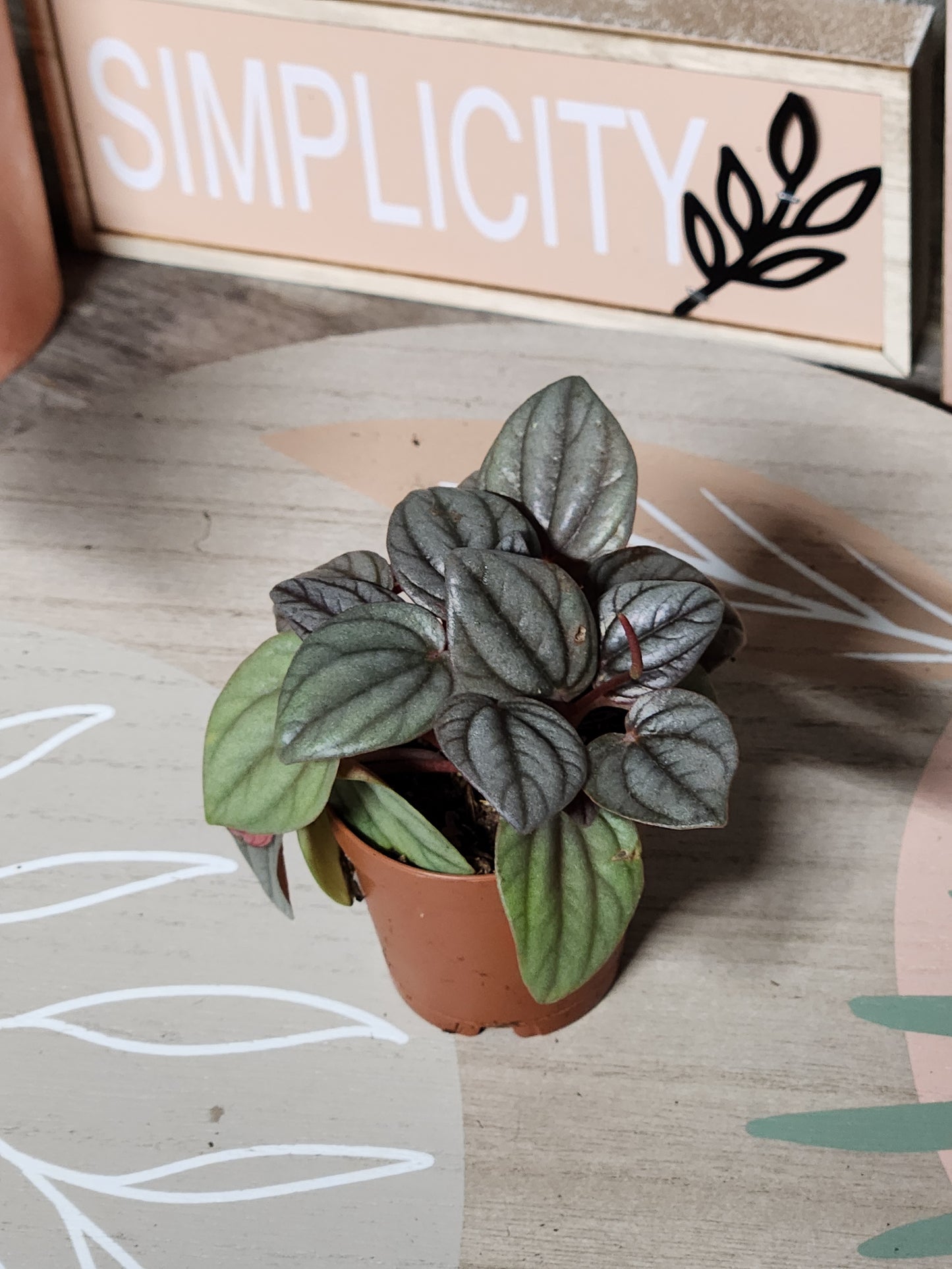 Peperomia Milano