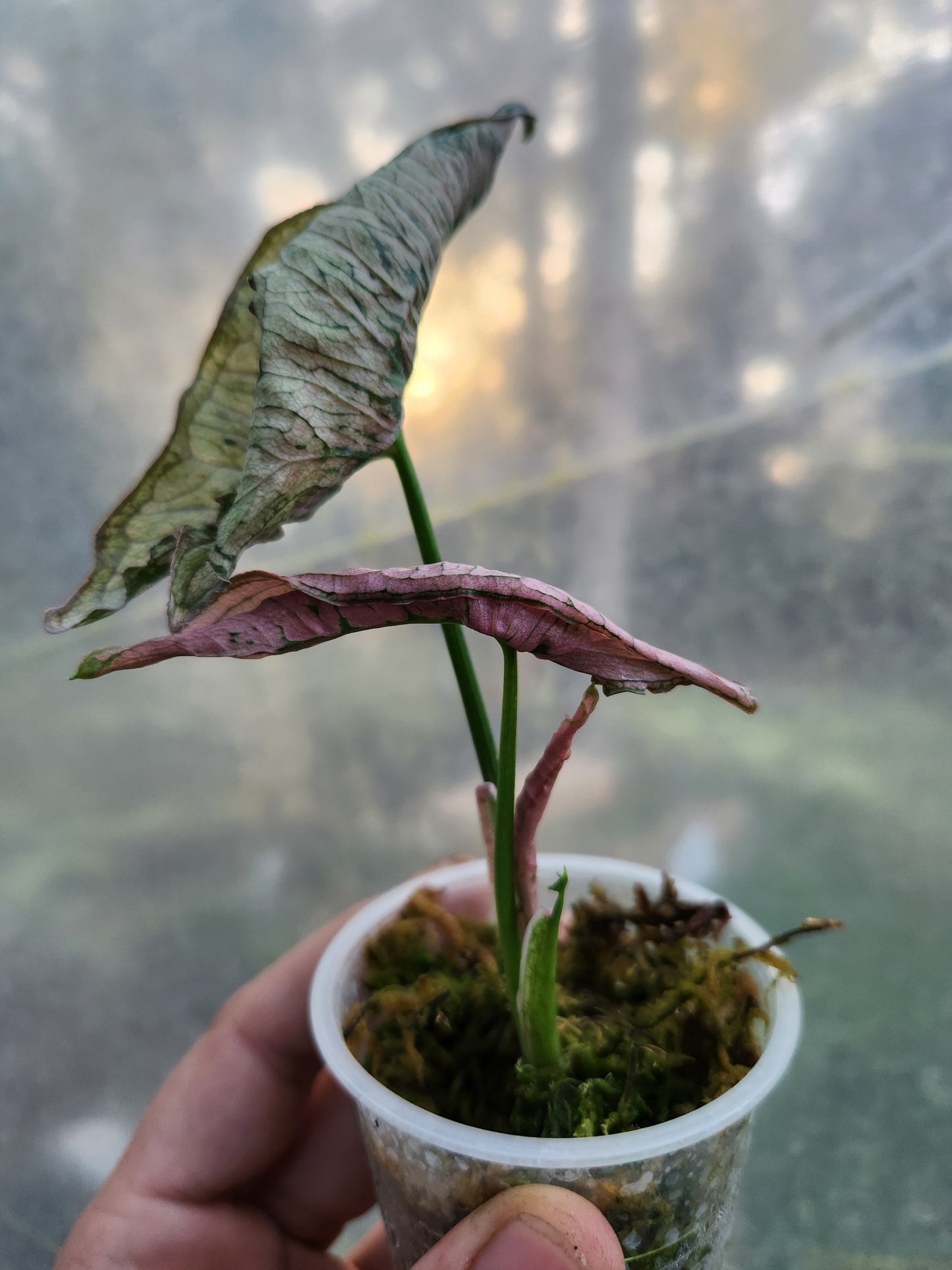 Syngonium Pink Rolli