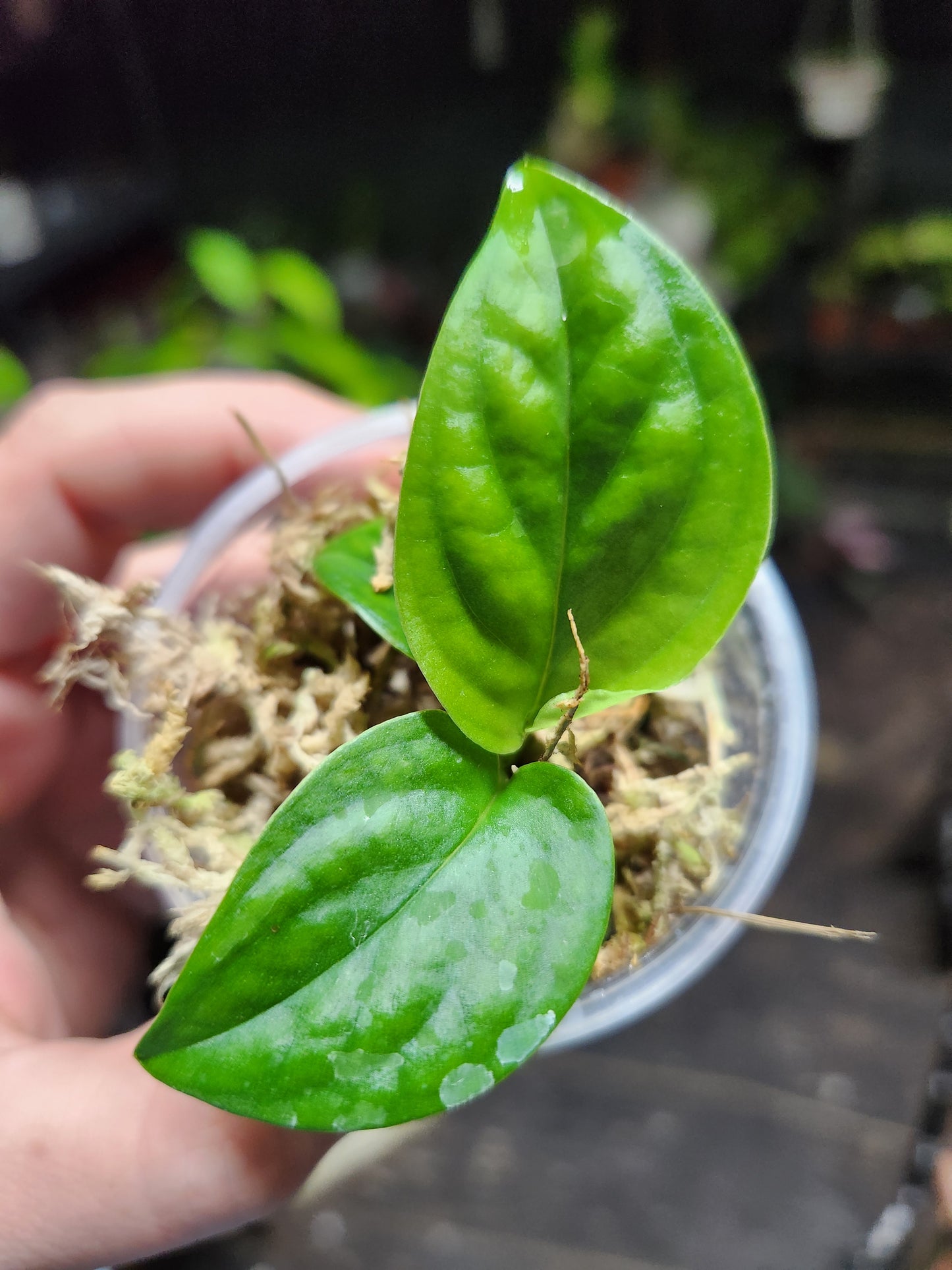 Monstera Velvet Peru