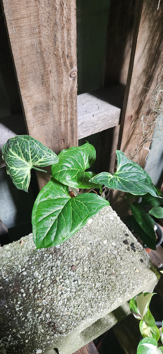 Syngonium Batik