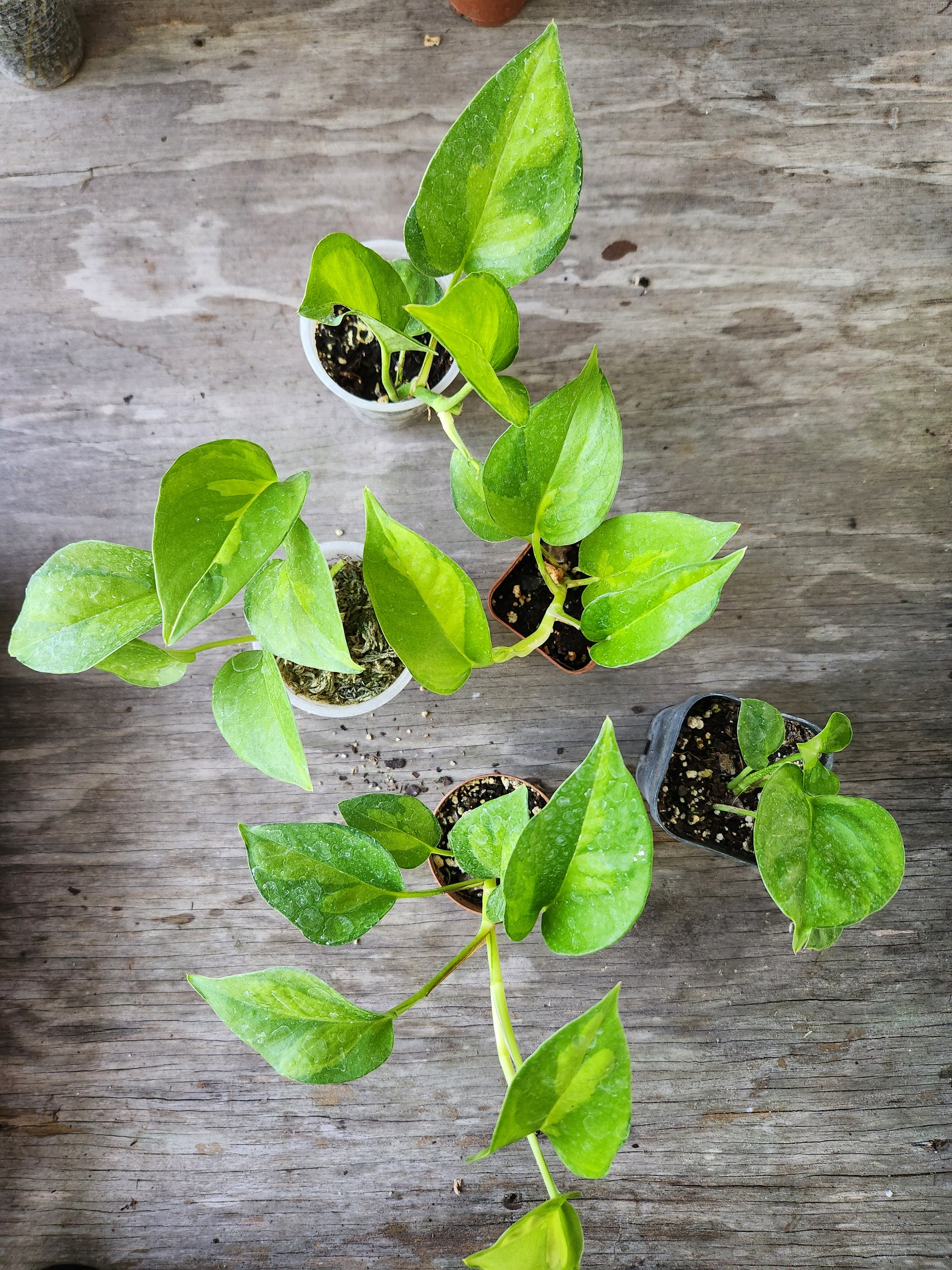 pothos global green Global Green Pothos Single Node Propagation Cup