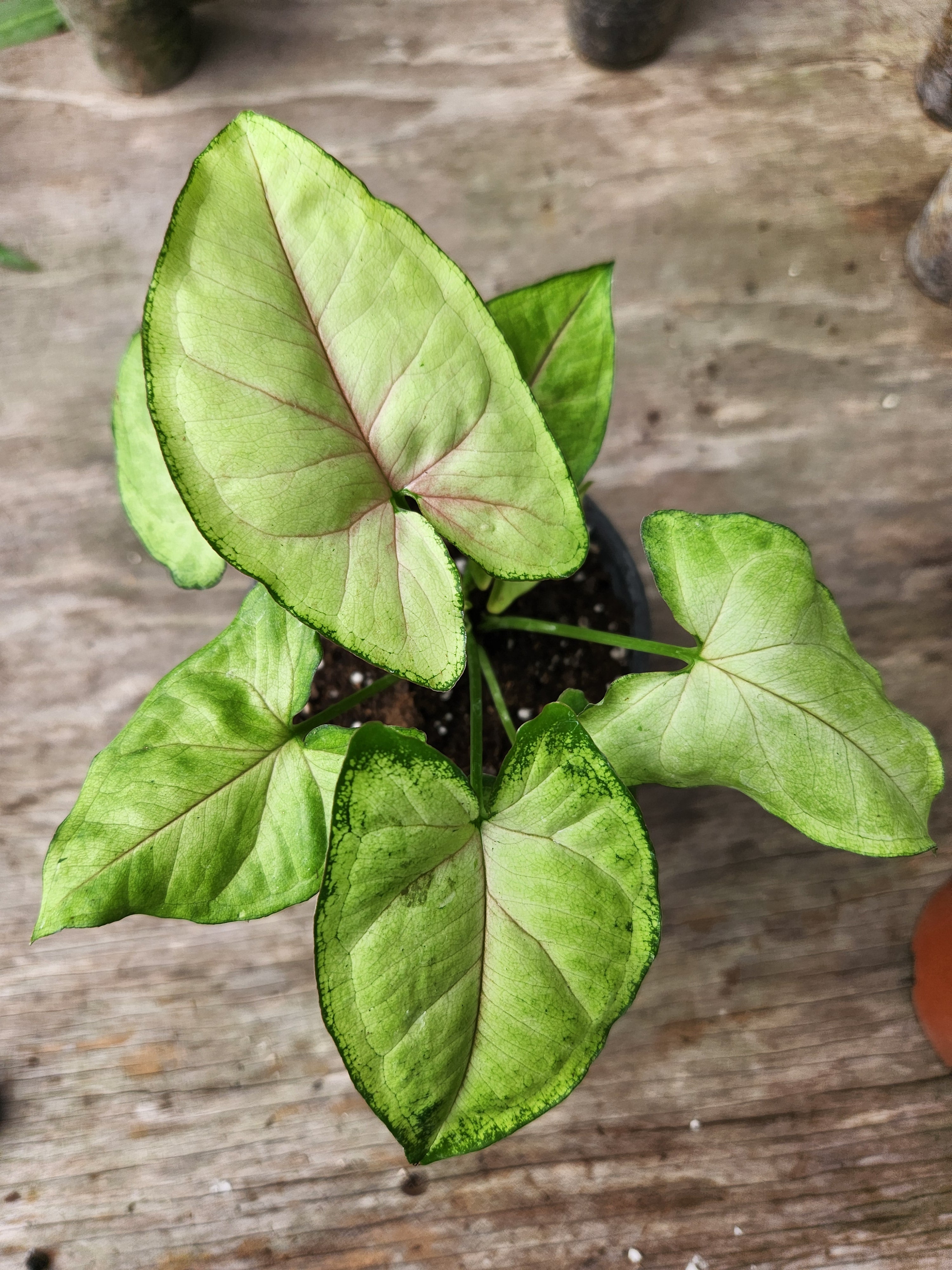 Syngonium Matcha hotsell Sprinkles live house plant