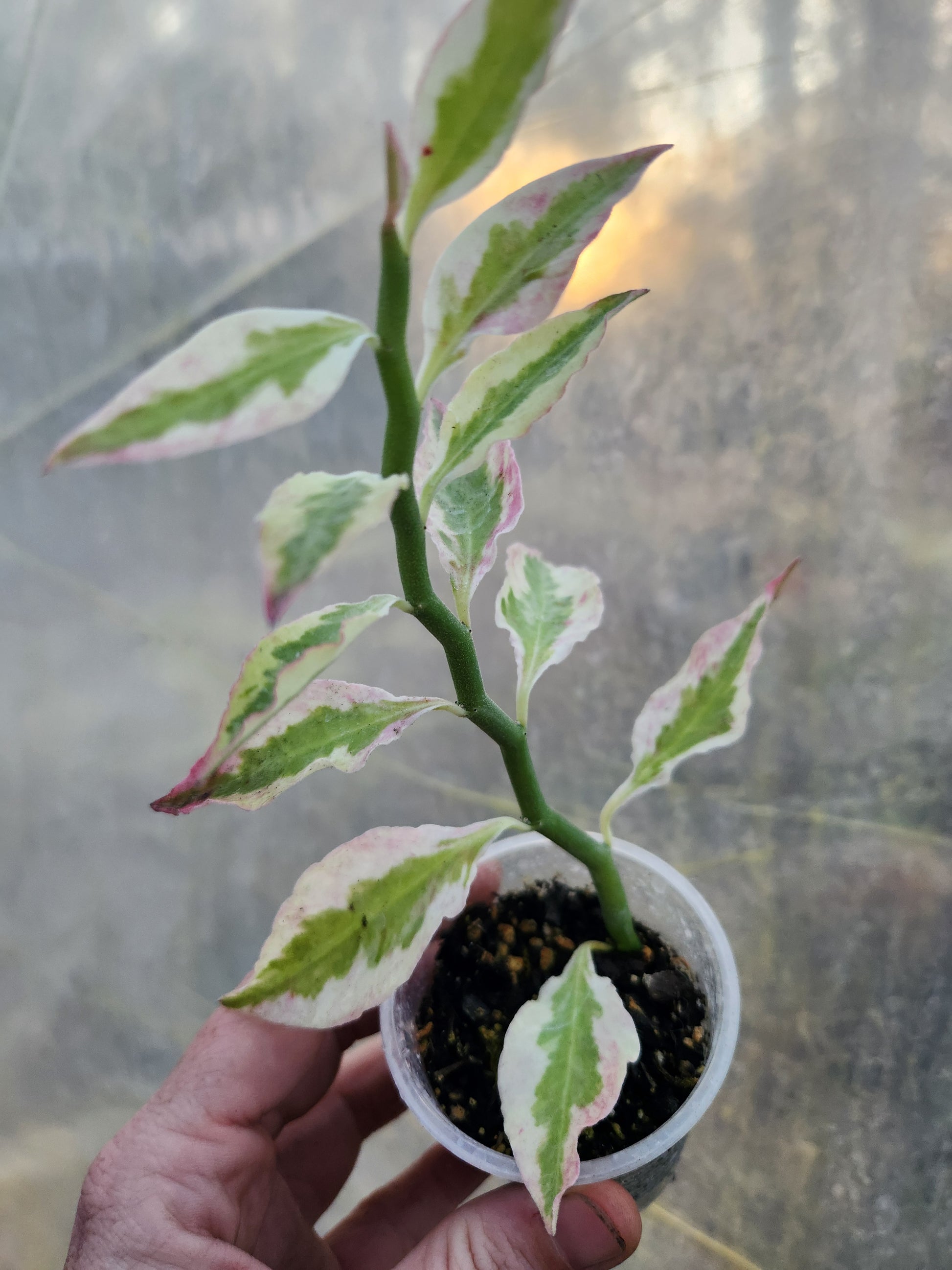 devil's backbone plant indoor or outdoor Variegated Devil's Backbone Starter Plant