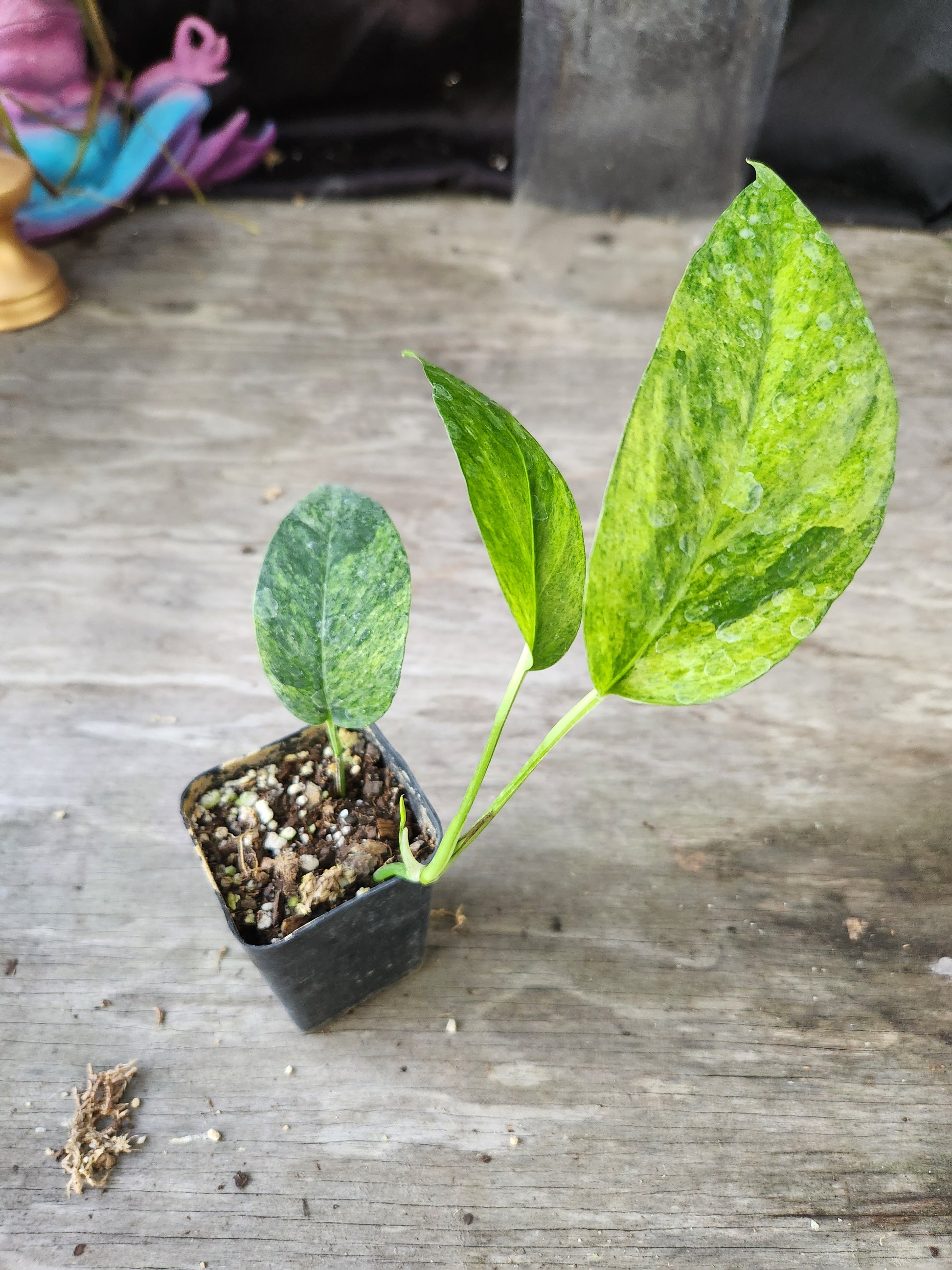mint pothos Epipremnum Pinnatum Mint – Blackwood Botanical