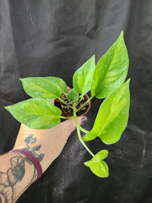 Global Green Pothos