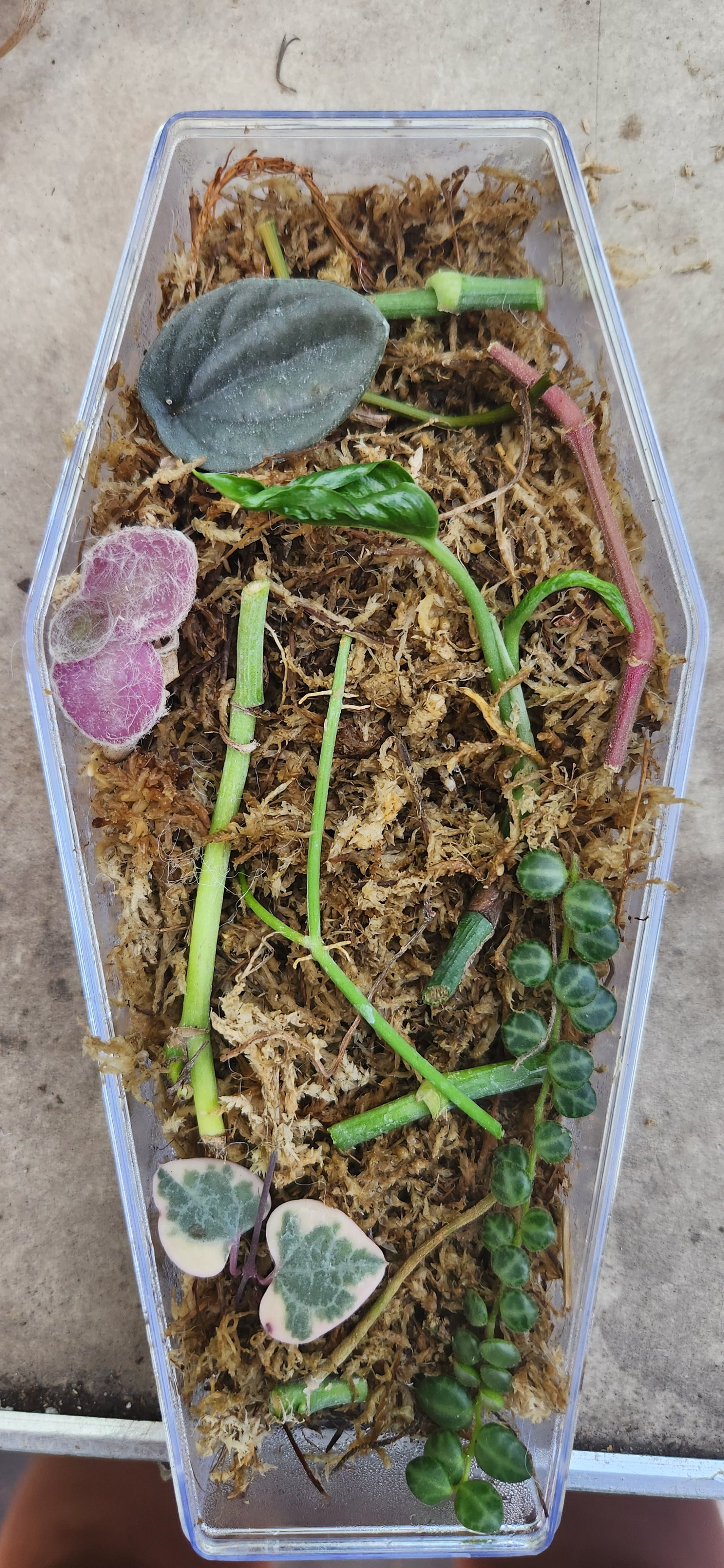 Spooky Coffin Mystery Cutting Box