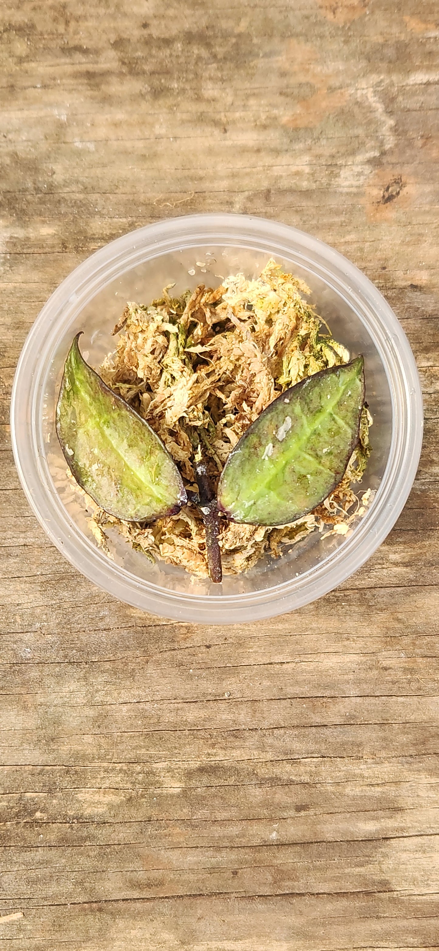 Hoya Parasitica Black Margin Propagation Kit