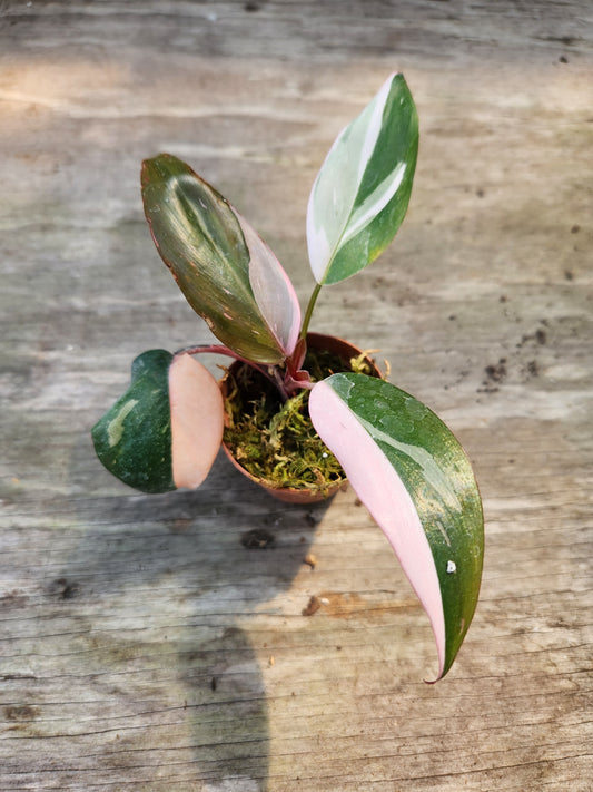 Philodendron Pink Princess