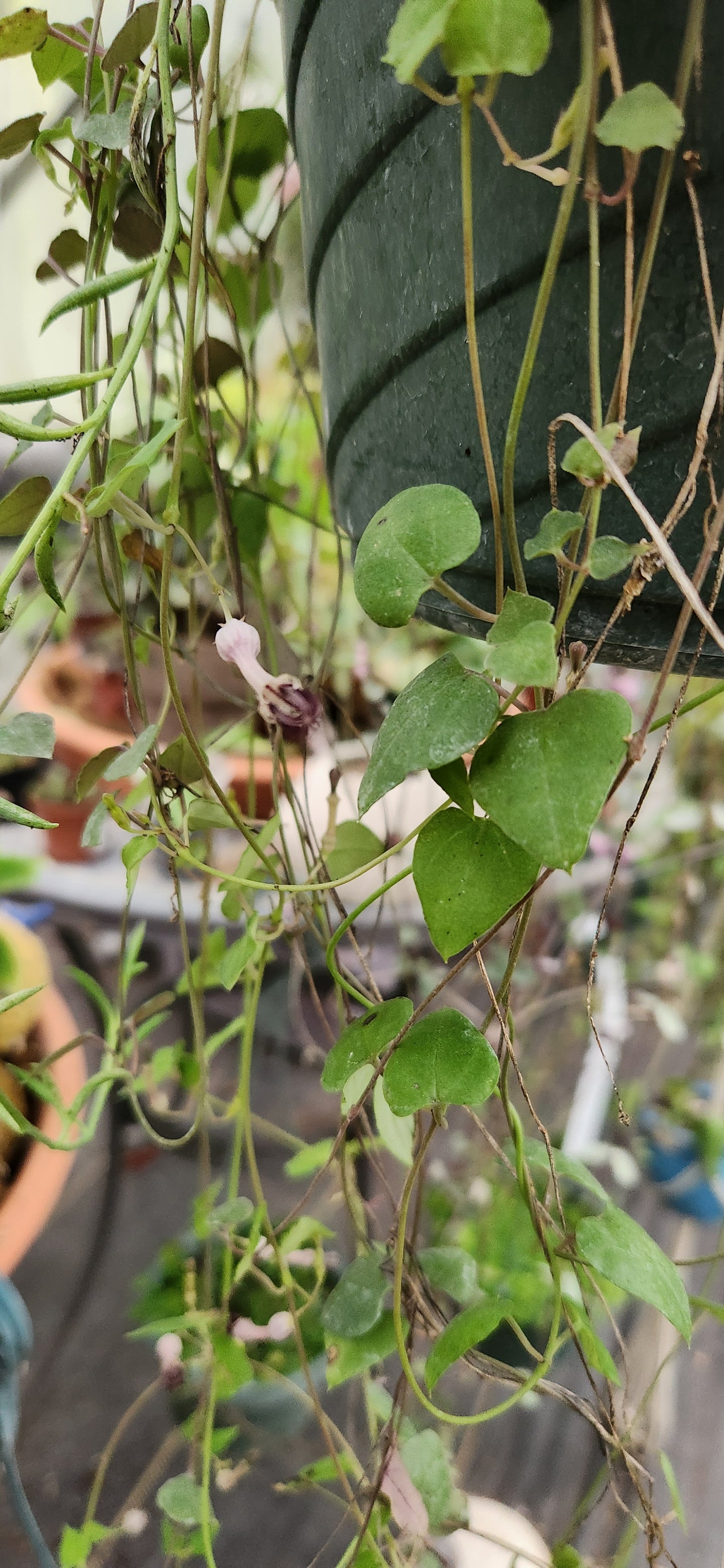 String of Orange River Propagation Cup