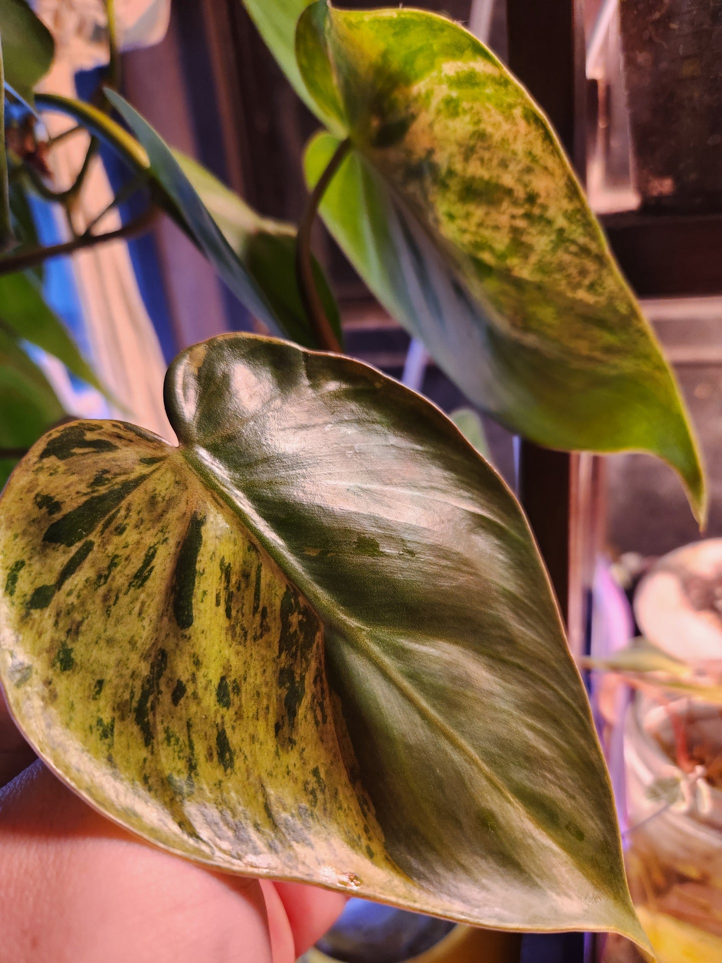 Variegated Heartleaf Philodendron