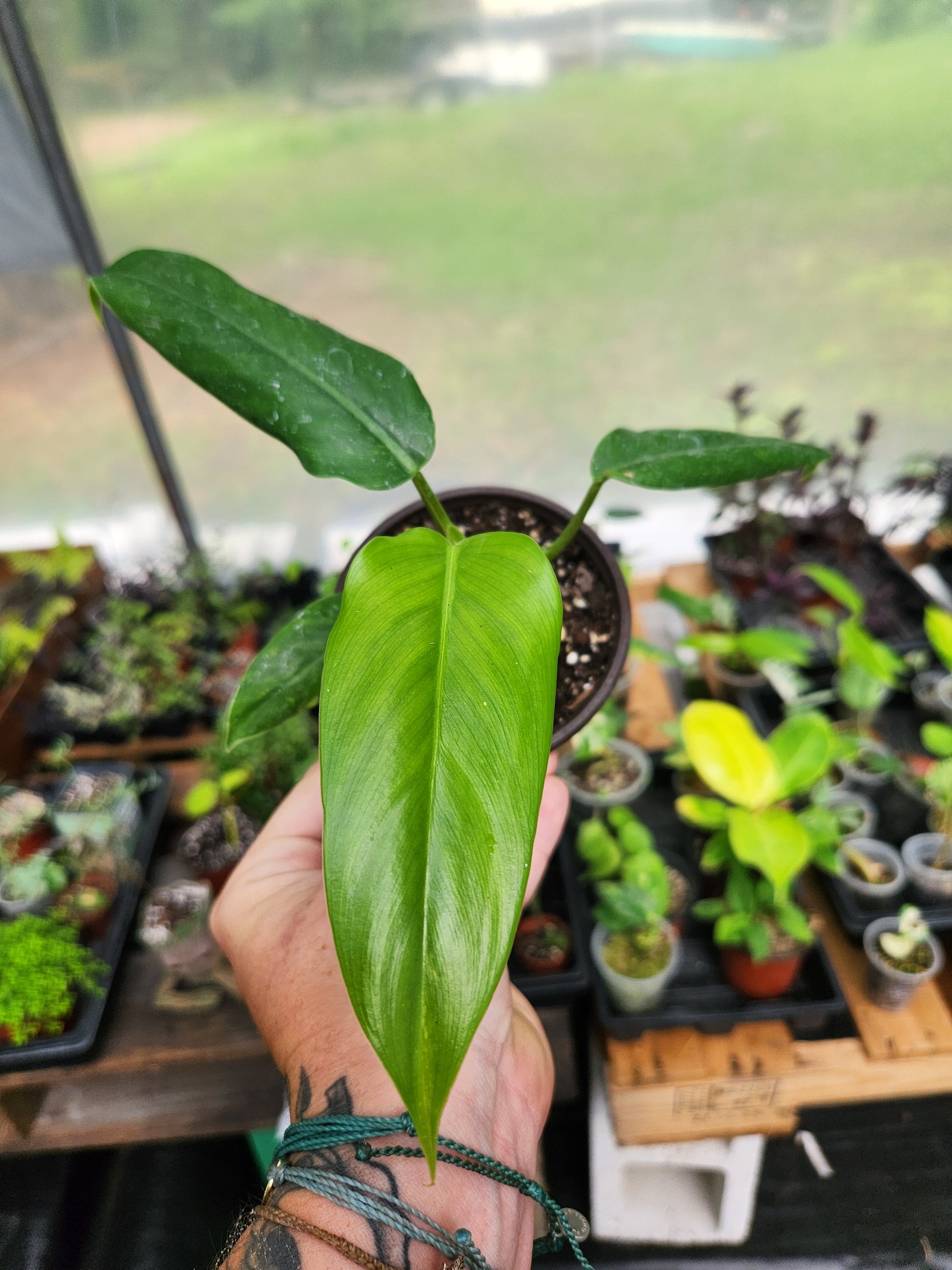 philodendron tripartitum care Philodendron Tripartitum Starter Plant