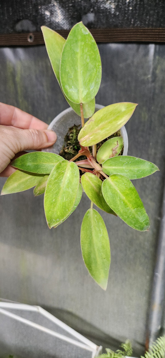 Painted Lady Philodendron