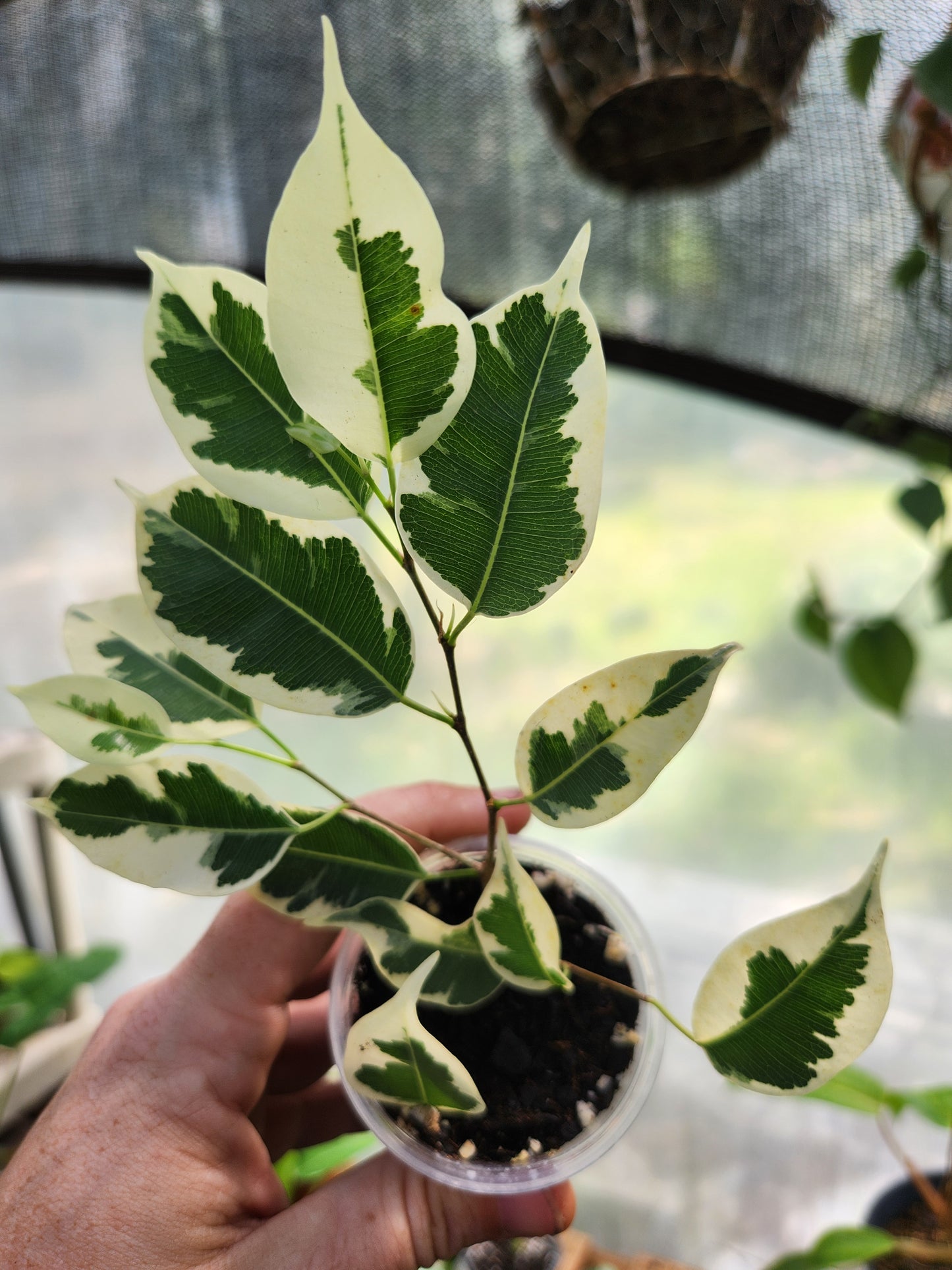 Variegated Ficus Benjamina