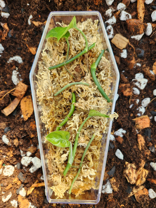 Spooky Coffin Mystery Cutting Box