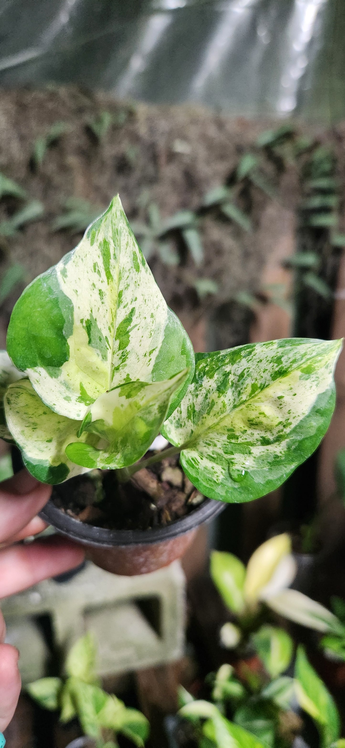 Teruno Japanese Global Pothos