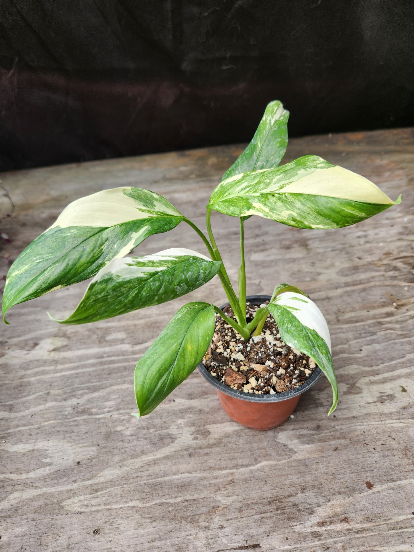 Monstera Variegated Lechariana