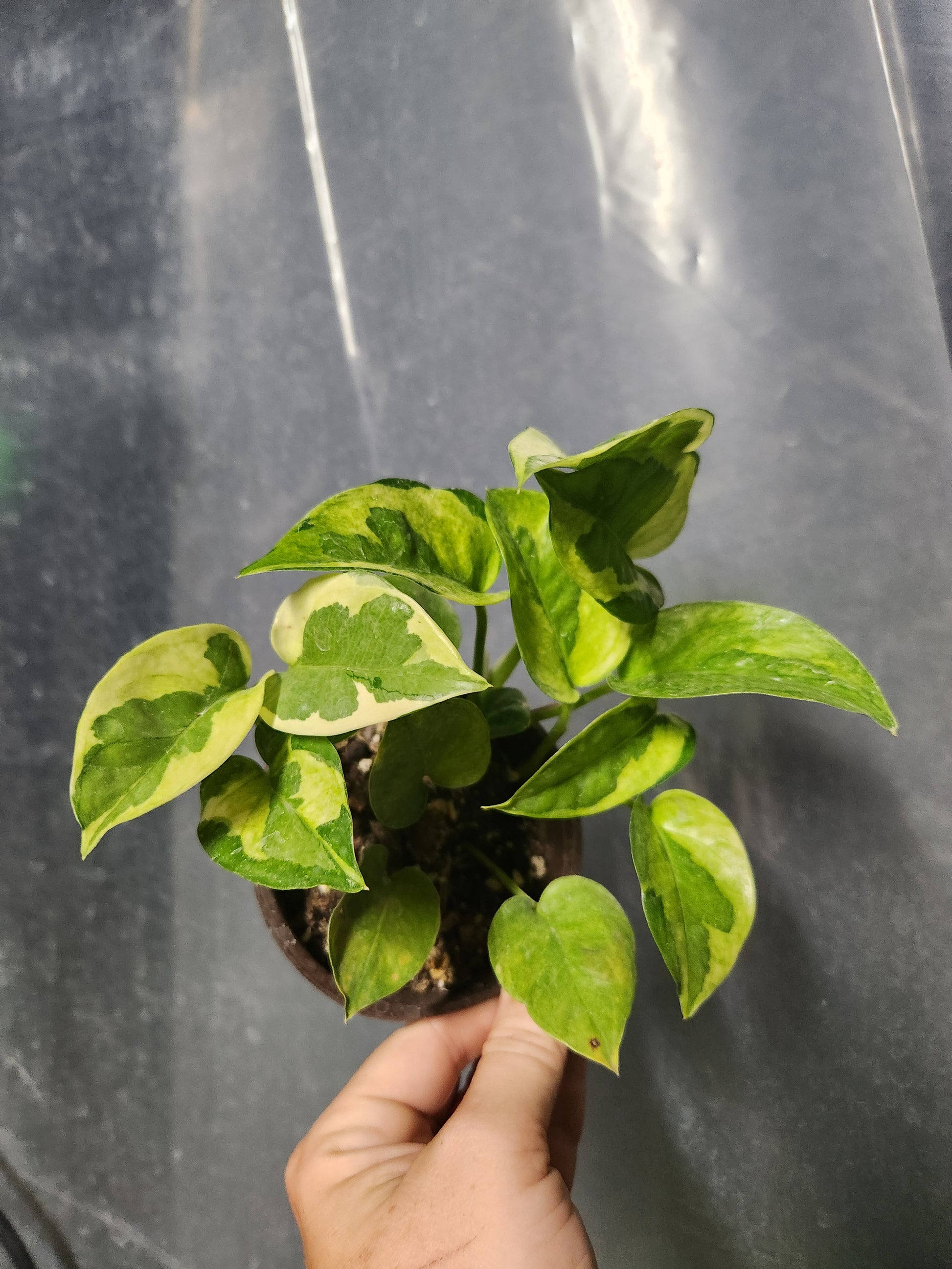 lemon.meringue pothos Lemon Meringue Pothos – Blackwood Botanical