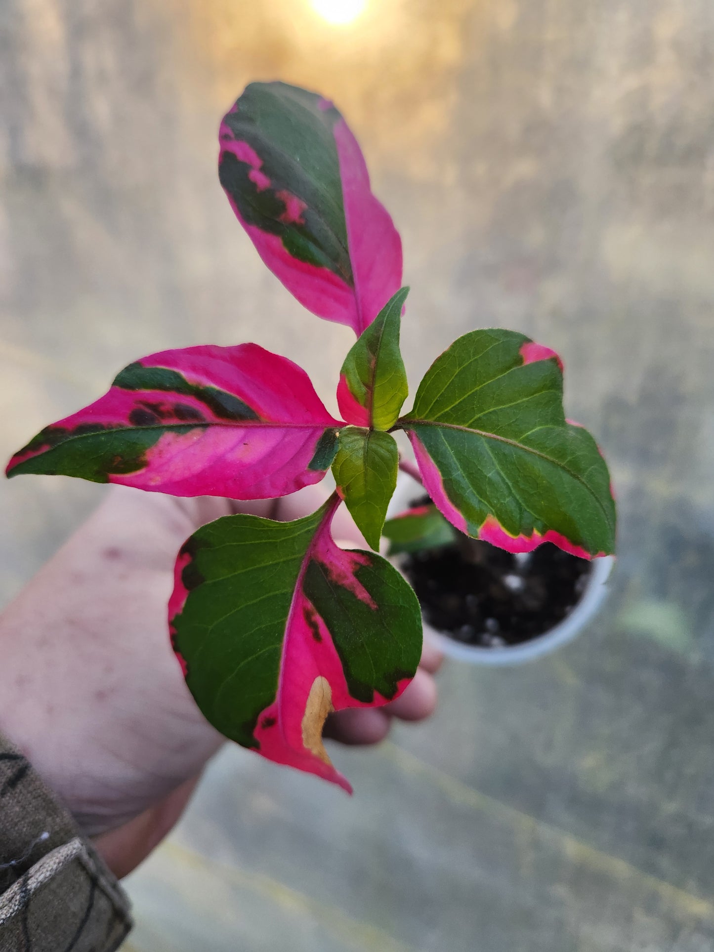 Party Time Alternanthera