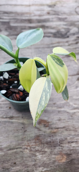 Variegated Silver Sword Philodendron – Blackwood Botanical