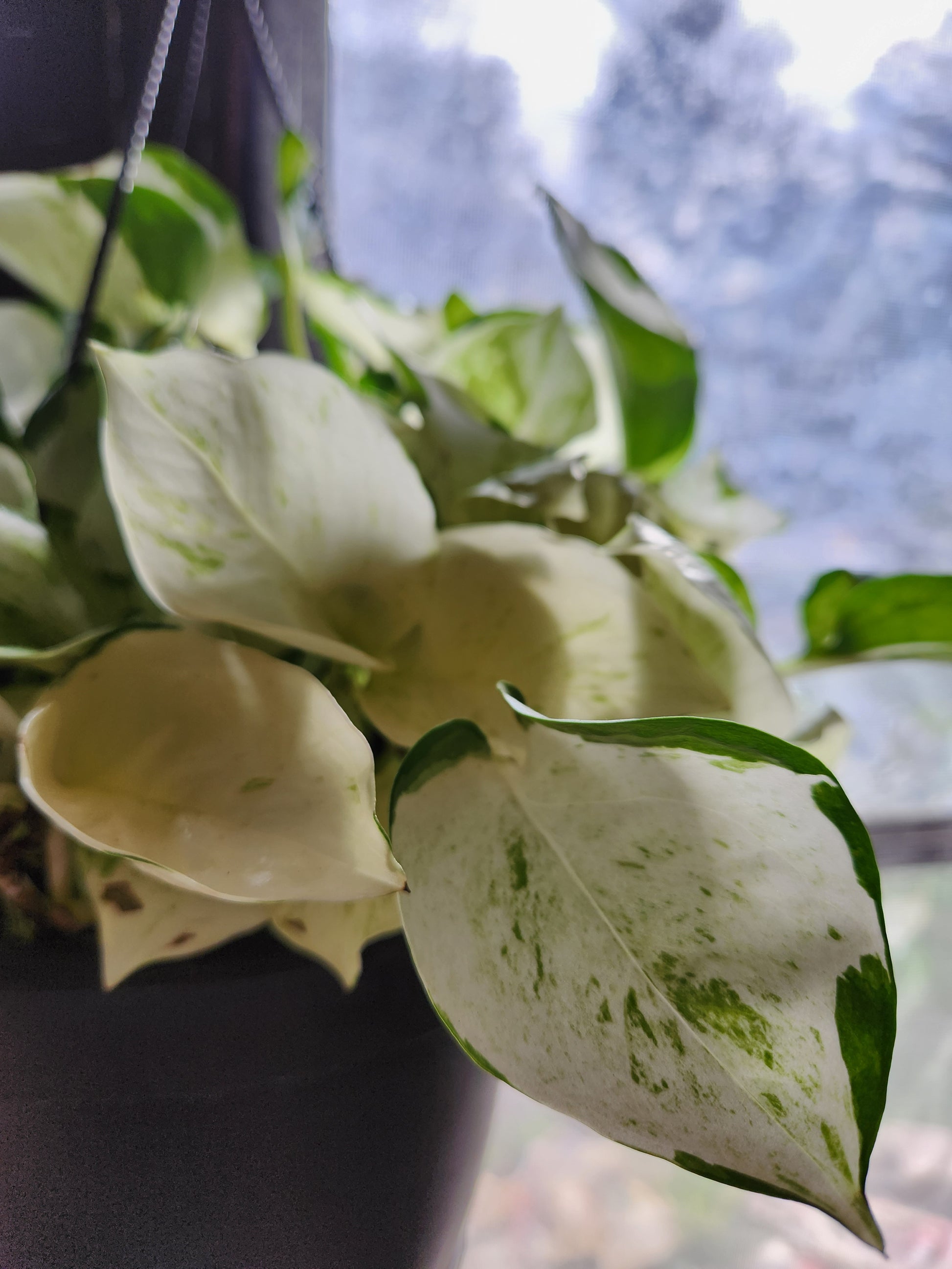 manjula harlequin pothos Harlequin Manjula Pothos – Blackwood Botanical