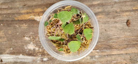 String of Orange River Propagation Cup