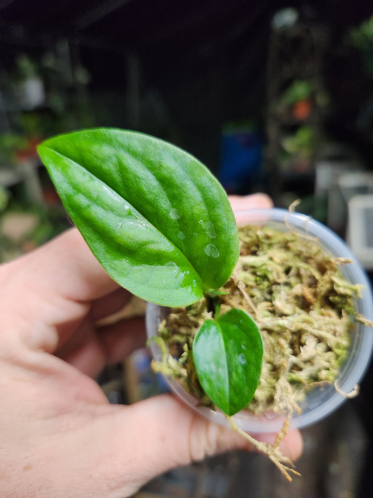 Monstera Velvet Peru