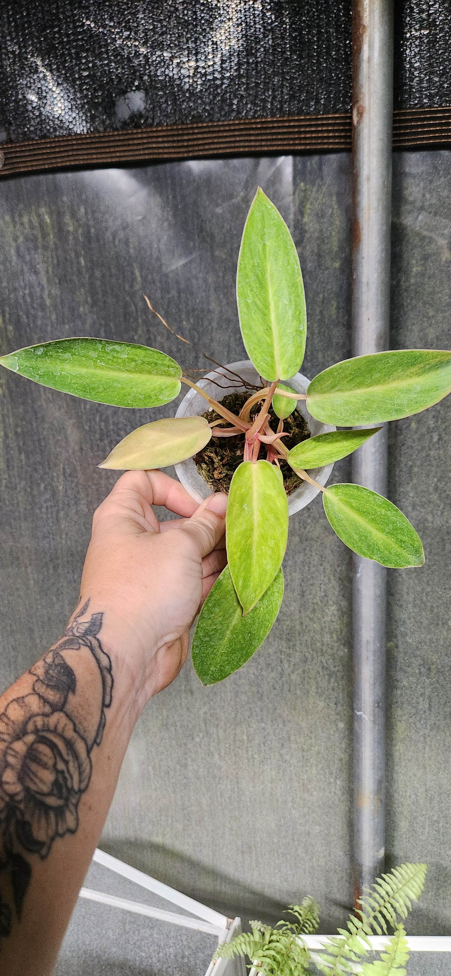 Painted Lady Philodendron