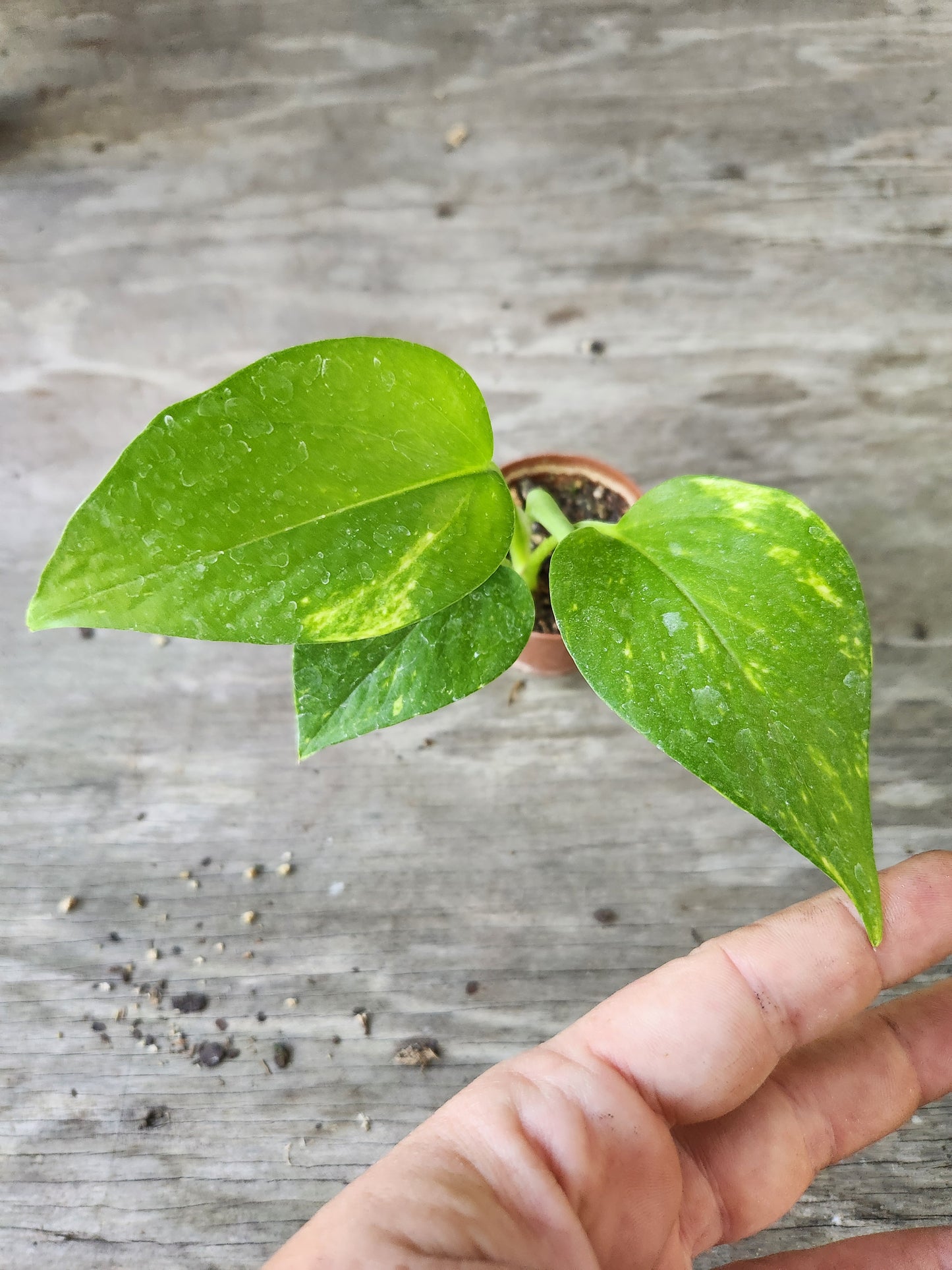 Golden Pothos