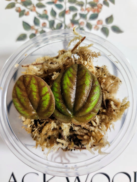 Peperomia Peppermill Propagation Cup