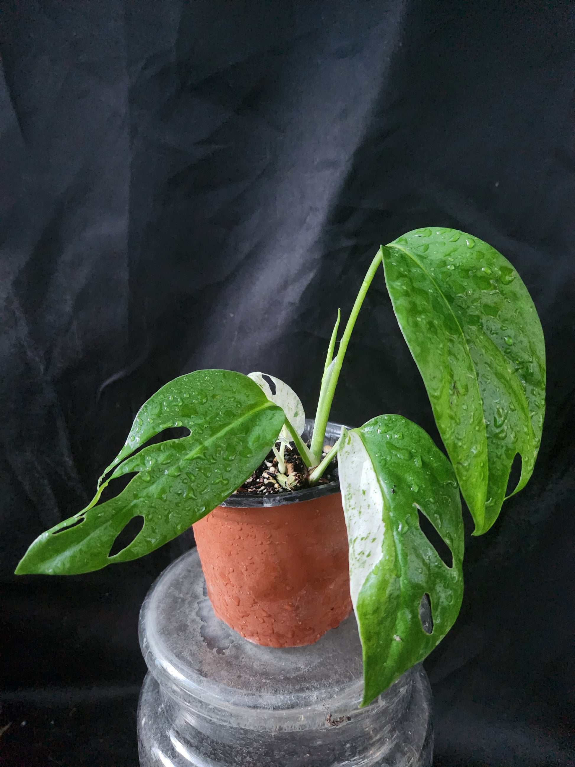 marble king pothos Epipremnum Pinnatum Marble SIngle Node Cutting