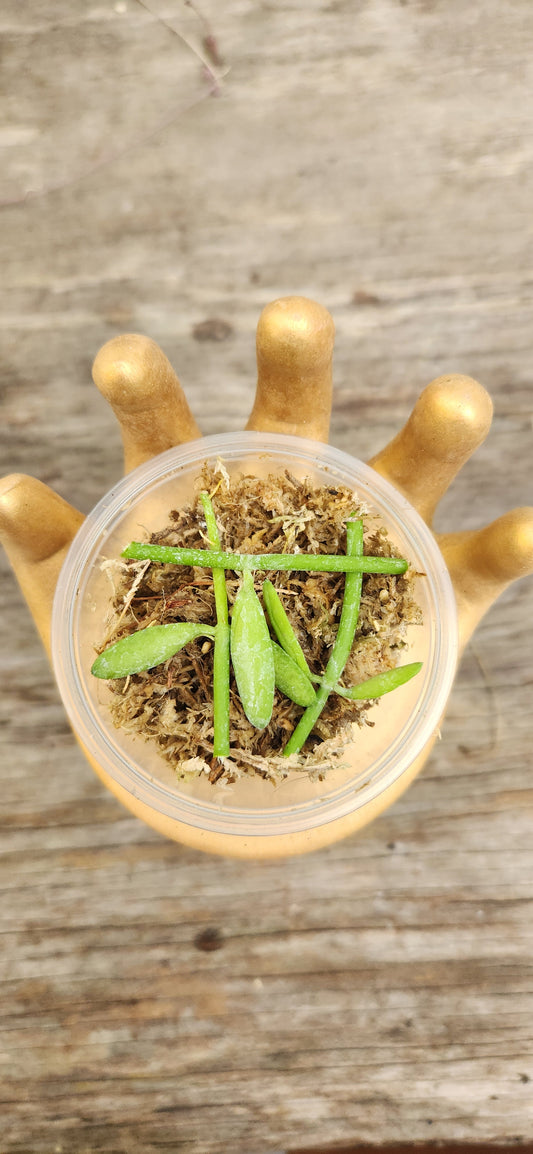 Dischidia Bengalensis Propagation Kit