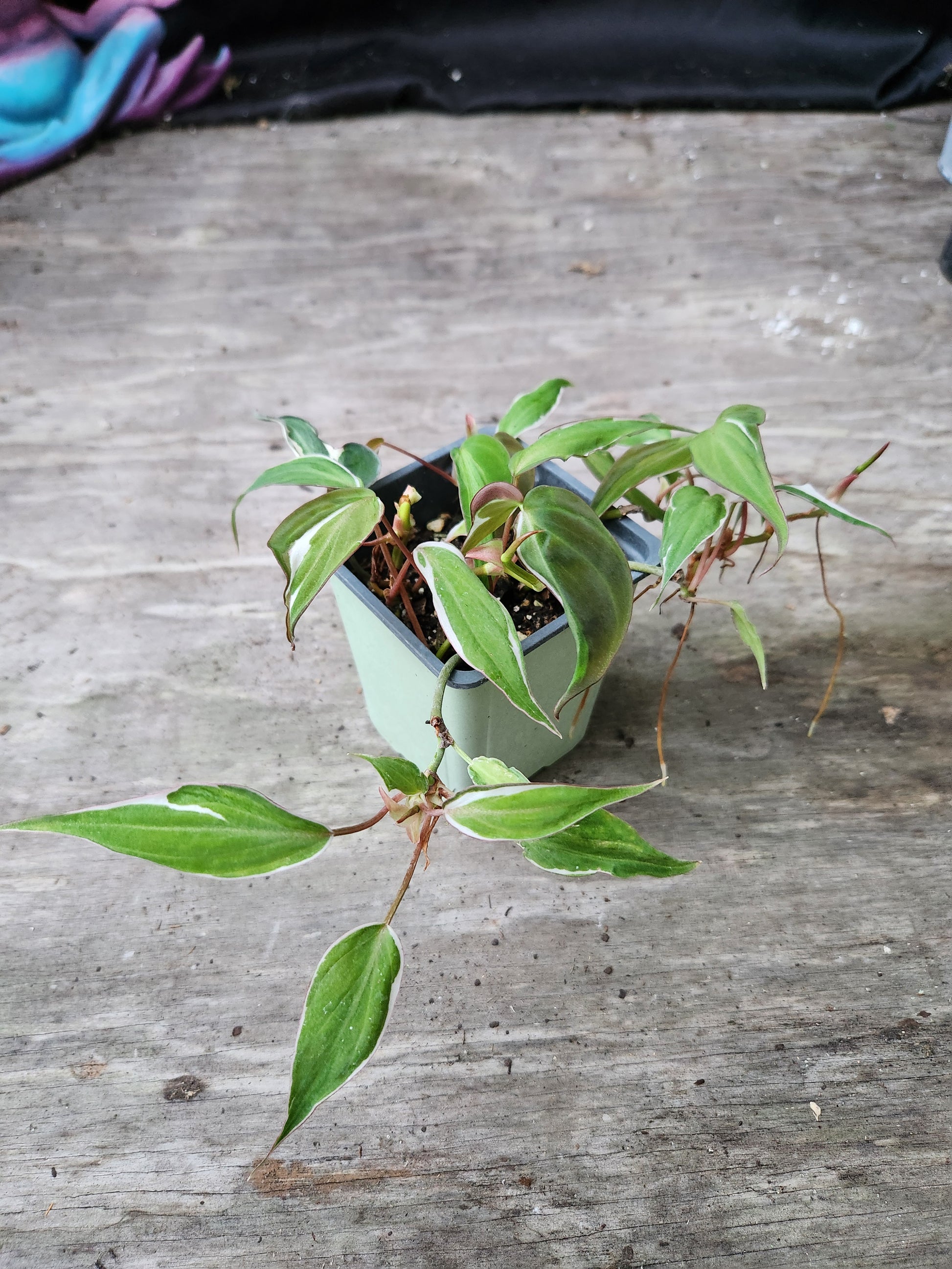 philodendron velvet halo Philodendron Velvet Halo Mican – Blackwood Botanical