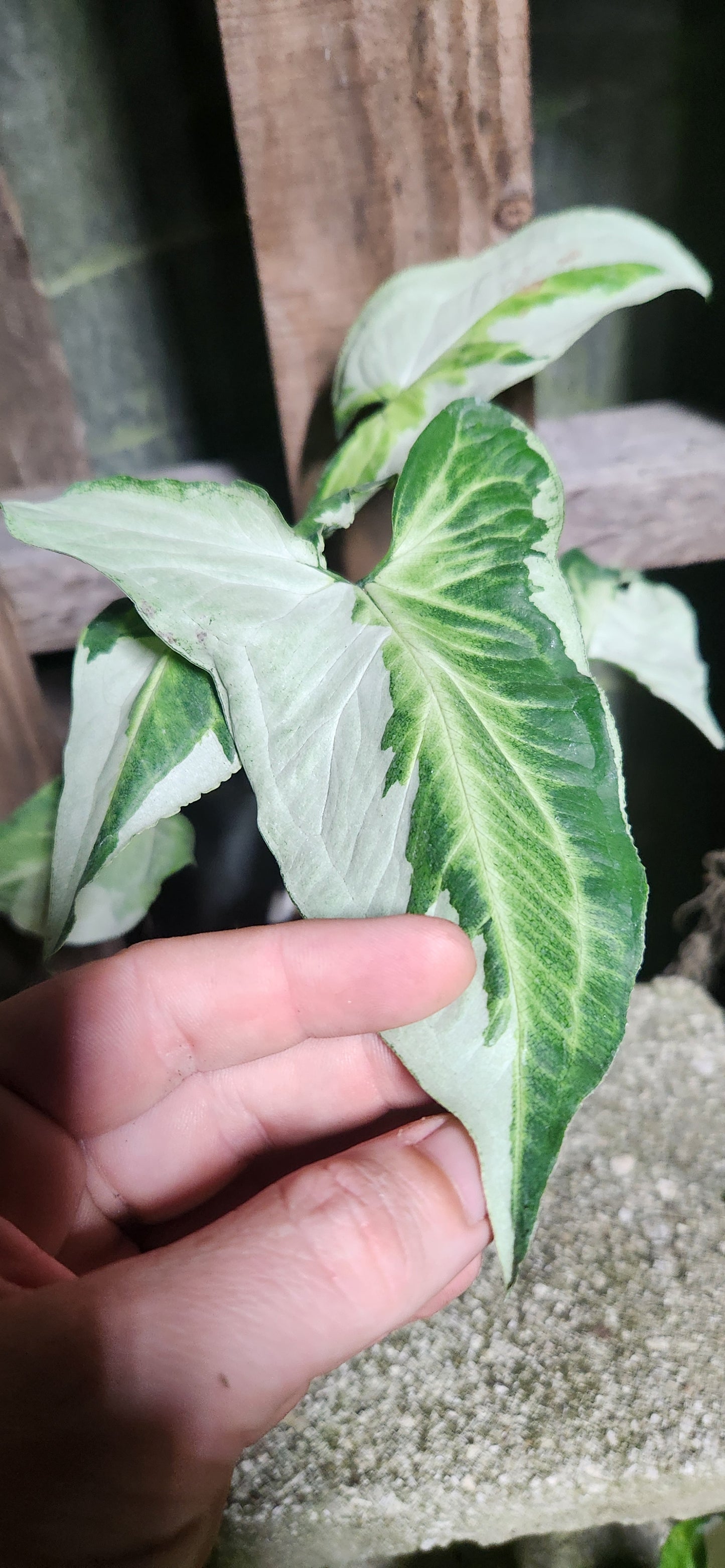 Syngonium Three Kings