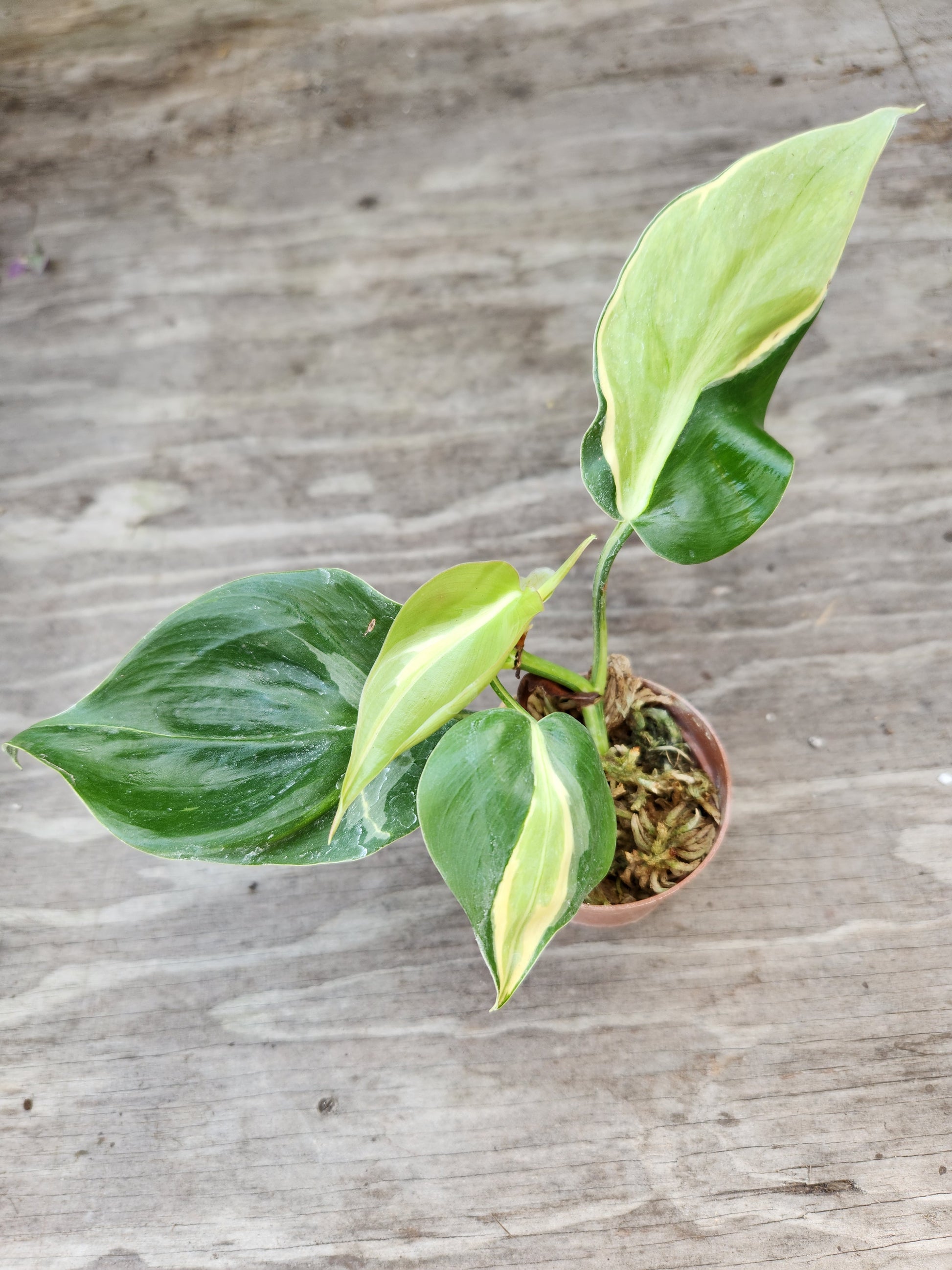 philodendron green splash Philodendron Cream Splash – Blackwood Botanical