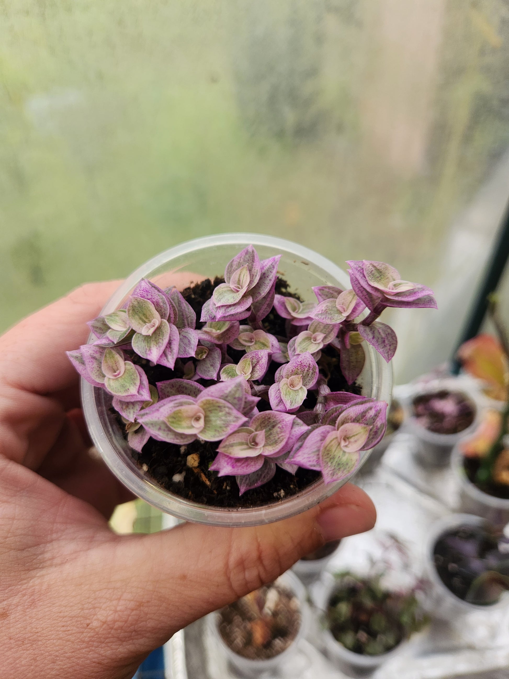 pink panther plant indoor care Pink Panther Callisa Repens Propagation Kit