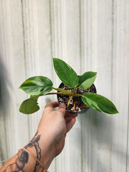 Philodendron White Princess with Tricolor Genetics