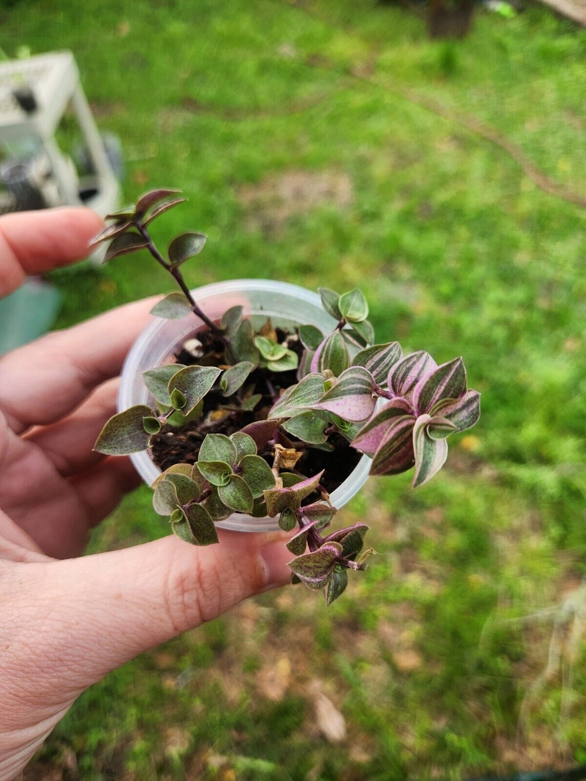 Callisa Repens ‘Bianca’