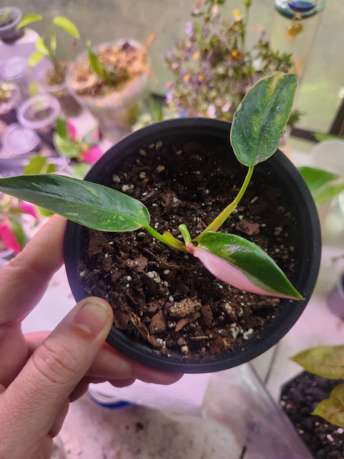 Tricolor Philodendron sale White Princess