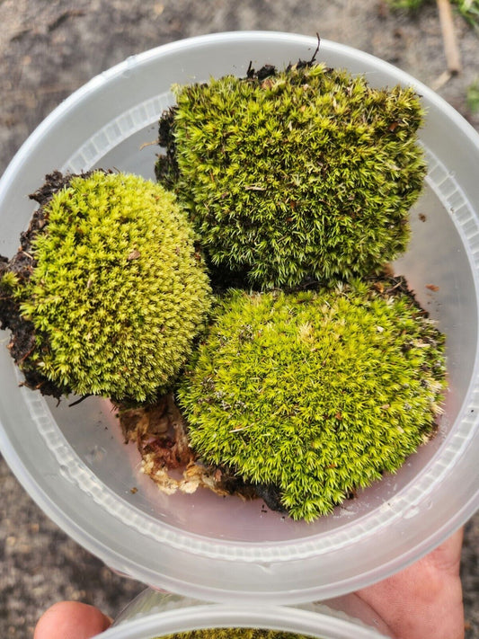 Pincushion Moss "Leocobryum gluacum"